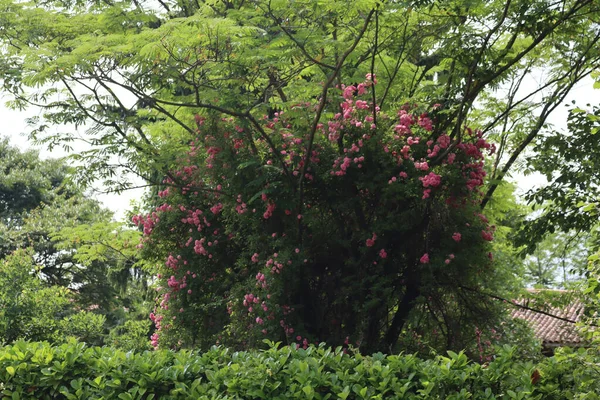 粉红色的玫瑰爬在波斯丝绸树上 也叫粉红丝树 花园里的Albizia Julibrissin — 图库照片