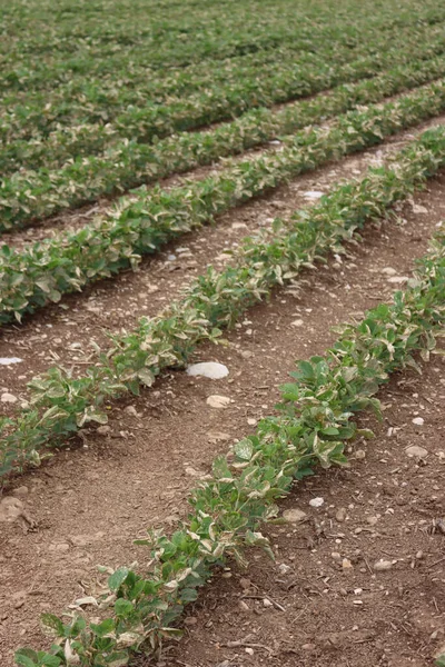 Sojabohnenfeld Frühling Der Italienischen Landschaft Durch Herbizid Beschädigt — Stockfoto