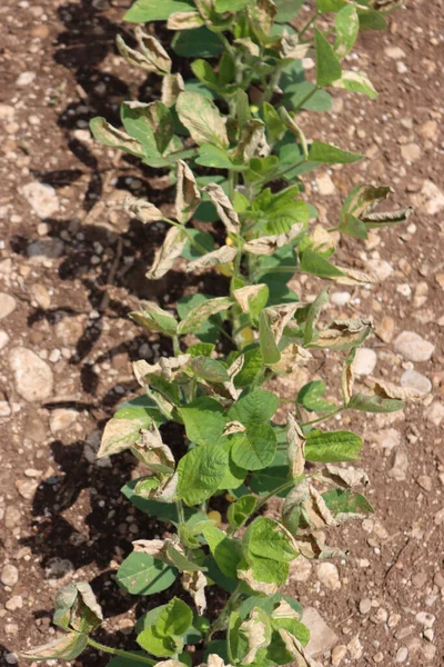 Primer Plano Del Campo Soja Dañado Por Herbicida Primavera Campo — Foto de Stock