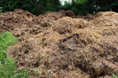 Büyük bir organik gübre yığını. Kırsal kesimde tarım için inek gübresi
