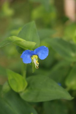 Commelina Coelestis 'in küçük mavi ve sarı çiçekleri ya da mavi örümcek otu yazın bahçede.