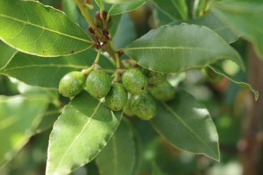 Laurel çalılarının dallarında bir sürü yeşil olgunlaşmamış çilek var. Laurus Nobilis yazın sonunda