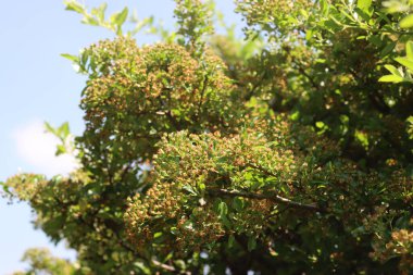Yazın güneşli bir günde dallarında yeşil olgunlaşmamış böğürtlenlerle Pyracantha çalısı