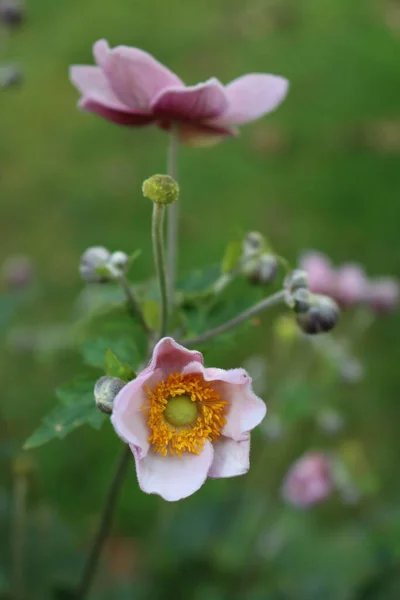 Close Pink Japanese Anemone Flowers Garden Summer Anemone Japonica Bloom — Stock Photo, Image