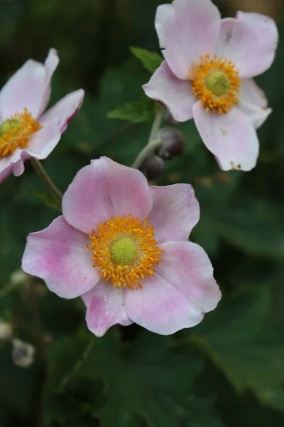 Närbild Rosa Japanska Anemon Blommor Trädgården Sommaren Anemone Japonica Blom — Stockfoto