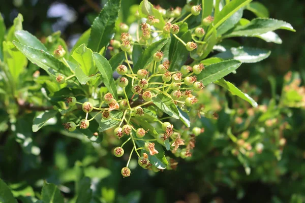 Arbusto Pyracantha Con Bacche Acide Verdi Sui Rami Estate Una — Foto Stock