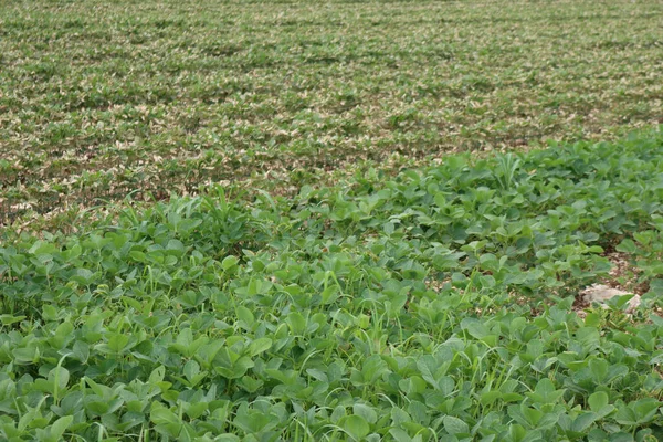 Soybean Field Damaged Herbicide Green Soybean Field Springtime Italian Countryside — Stock Photo, Image