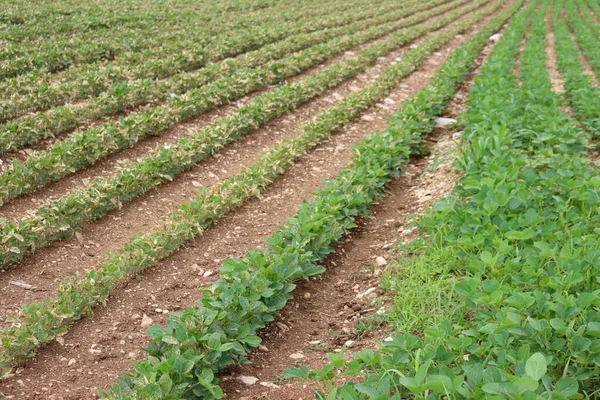 イタリアの田舎では 春に緑の大豆畑近くの除草剤によって被害を受けた大豆畑 — ストック写真