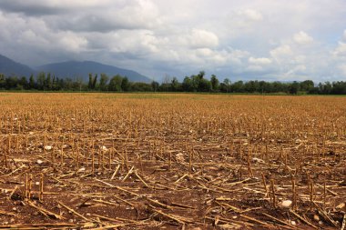 Harvested corn field with cut plants  on a sunny autumn day against blue sky
