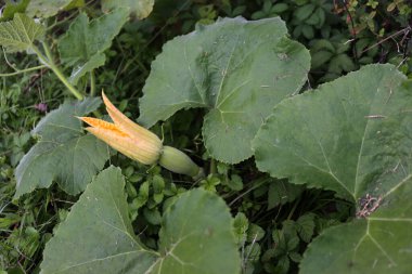 Yaz mevsiminde sebze bahçesinde yetişen sarı çiçekli küçük kabak kabağı. Cucurbita moschata 'Butternutta'