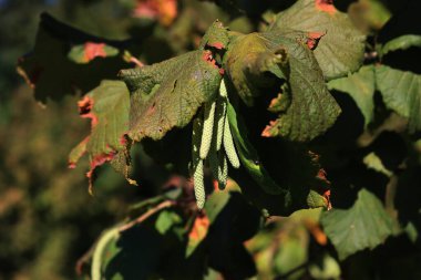 Güneşli bir günde yeşil yapraklı fındık ağacının yeşil erkek çiçekleri. Corylus avellana ağaç çiftliği