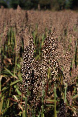 Tarladaki Sorghum bitkilerini hasat etmeye hazır hale getirin. Kuzey İtalya 'da Sorghum tarım ekimi