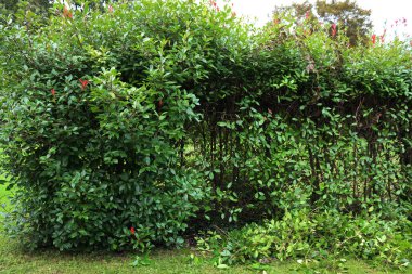 Bahçedeki budanmış kırmızı Robin Photinia çitinin yakın çekimi. Fotinia x Fraseri, sonbahar sezonu