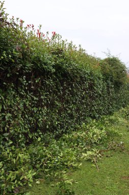 Bahçedeki budanmış kırmızı Robin Photinia çitinin yakın çekimi. Fotinia x Fraseri, sonbahar sezonu