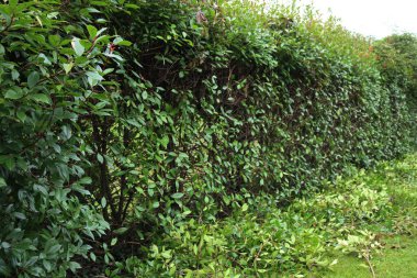 Bahçedeki budanmış kırmızı Robin Photinia çitinin yakın çekimi. Fotinia x Fraseri, sonbahar sezonu