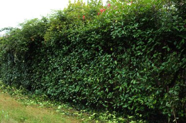 Bahçedeki budanmış kırmızı Robin Photinia çitinin yakın çekimi. Fotinia x Fraseri, sonbahar sezonu