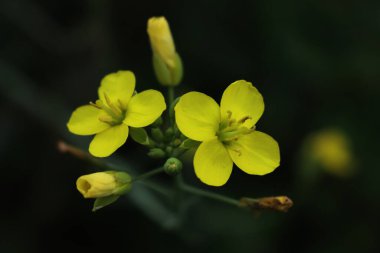 Sebze bahçesinde yetişen sarı roket çiçeklerinin yakın çekimi. Diplotis tenuifolia
