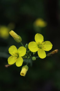 Sebze bahçesinde yetişen sarı roket çiçeklerinin yakın çekimi. Diplotis tenuifolia