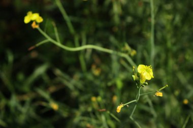Sebze bahçesinde yetişen birçok sarı roket çiçeği. Diplotis tenuifolia