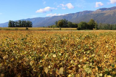 Soya fasulyesi tarlası güneşli bir sonbahar gününde mavi gökyüzüne karşı hasat etmeye hazır. En fazla ekilmiş Glycine 