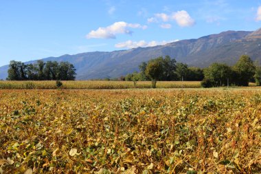 Soya fasulyesi tarlası güneşli bir sonbahar gününde mavi gökyüzüne karşı hasat etmeye hazır. En fazla ekilmiş Glycine 