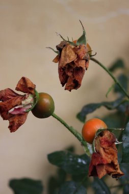 Sonbahar mevsiminde bahçede gül çalılarının büyük yuvarlak kırmızı meyveleri (kırmızı gül kalçaları)