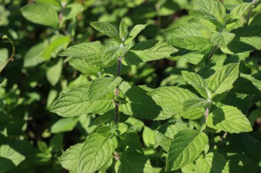 Güneşli bir günde nane yeşili bitkiler. Mentha spicata