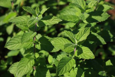 Güneşli bir günde nane yeşili bitkiler. Mentha spicata