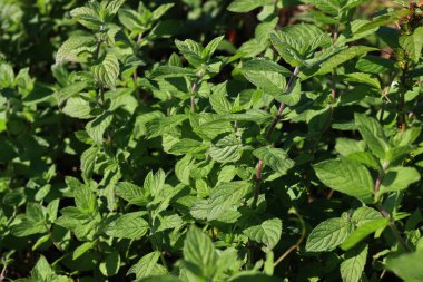 Güneşli bir günde nane yeşili bitkiler. Mentha spicata