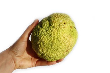 Beyaz zemin üzerinde Maclura pomifera ağacının büyük yeşil meyvesini tutan kadın el, aynı zamanda Osage portakal ağacı olarak da bilinir.