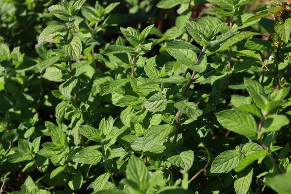 Güneşli bir günde nane yeşili bitkiler. Mentha spicata