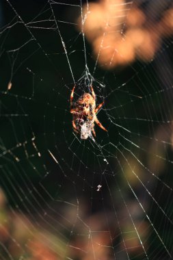 Araneus diadematus . Bahçe haçı örümceği avıyla birlikte örümcek ağında