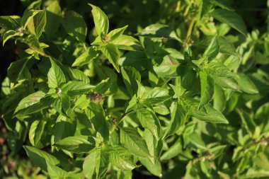 Sebze bahçesinde güneşli bir günde Ocimum Basilicum veya Lemon Basil bitkilerine yakın çekim