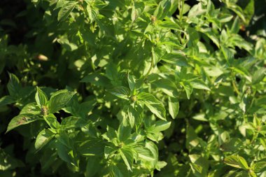 Sebze bahçesinde güneşli bir günde Ocimum Basilicum veya Lemon Basil bitkilerine yakın çekim