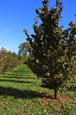 Sonbahar mevsiminde İtalyan kırsalında uzun gölgeli Hazel ağacı çiftliği. Güneşli bir günde Corylus Avellana ağaçları