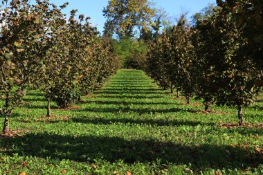 Sonbahar mevsiminde İtalyan kırsalında uzun gölgeli Hazel ağacı çiftliği. Güneşli bir günde Corylus Avellana ağaçları