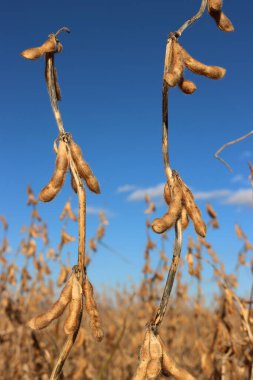 Güneşli bir sonbahar mevsiminde mavi gökyüzüne karşı soya fasulyesi kabuklarıyla kuru soya bitkileri. Glicin maksimum