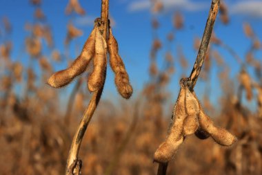 Güneşli bir sonbahar mevsiminde mavi gökyüzüne karşı soya fasulyesi kabuklarıyla kuru soya bitkilerinin yakın çekimi. Glicin maksimum