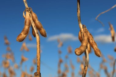 Güneşli bir sonbahar mevsiminde mavi gökyüzüne karşı soya fasulyesi kabuklarıyla kuru soya bitkilerinin yakın çekimi. Glicin maksimum