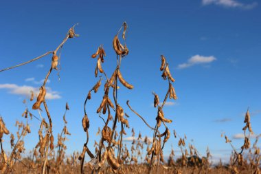 Güneşli bir sonbahar mevsiminde mavi gökyüzüne karşı soya fasulyesi kabuklarıyla kuru soya bitkileri. Glicin maksimum
