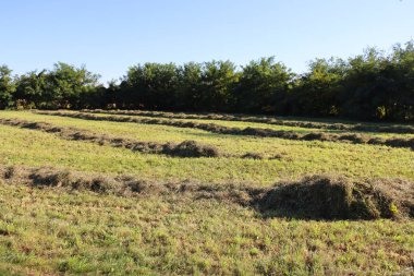 Güneşli bir yaz gününde tarlada saman kes. Kuzey İtalya 'da hasat edilen çayır