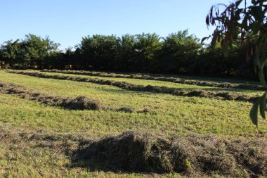 Güneşli bir yaz gününde tarlada saman kes. Kuzey İtalya 'da hasat edilen çayır