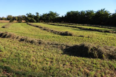 Güneşli bir yaz gününde tarlada saman kes. Kuzey İtalya 'da hasat edilen çayır