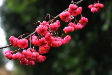 Olgun pembe ve dallarında yağmur damlaları olan turuncu meyveli Euonymus europaeus ağacı. Ayrıca yağmurlu bir günde Spindle ağacı ya da Kış sürüngeni de denir.