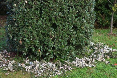 Bahçedeki Eleagnus Ebbingei çalılarını budadı. Eleagnus çalılığına sonbahar mevsiminde Japon Goumi de denir.