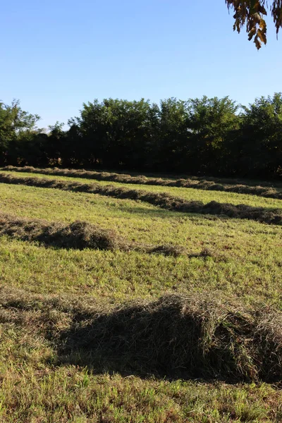 Güneşli bir yaz gününde tarlada saman kes. Kuzey İtalya 'da hasat edilen çayır