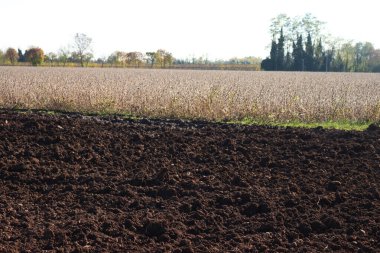 Kuru soya tarlasının yanında yeni sürülmüş tarla İtalya 'nın kırsal kesiminde sonbahar mevsiminde hasat etmeye hazır.