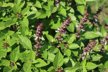 Ocimum basilicum or Lemon Basil plant with many flowers in the vegetable garden on a sunny day