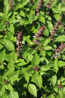 Ocimum basilicum or Lemon Basil plant with many flowers in the vegetable garden on a sunny day