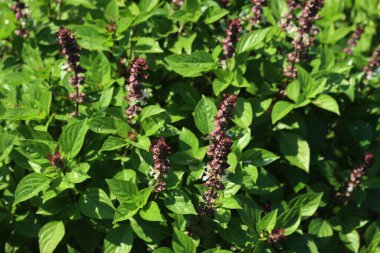 Ocimum basilicum or Lemon Basil plant with many flowers in the vegetable garden on a sunny day